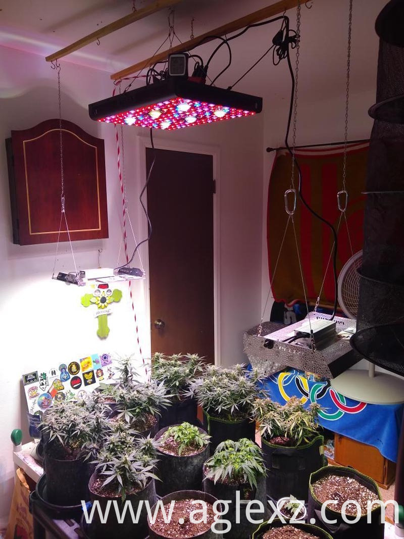 Medicine grow light Medicine grow light